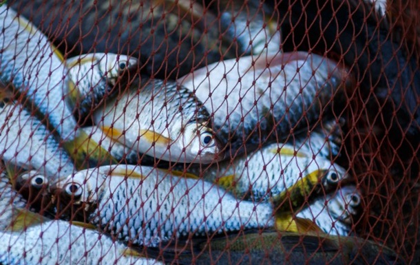 На Дніпропетровщині заборонено вилов і продаж риби - ОВА