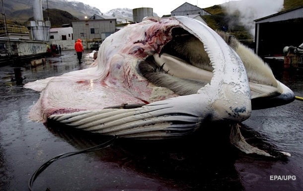 В Ісландії призупинили полювання на китів
