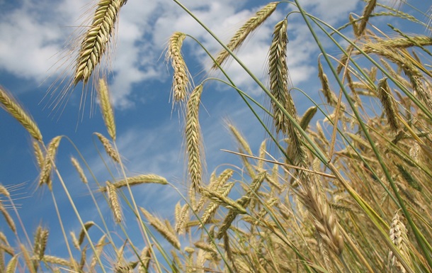 Бунт Вагнера спровокував різке зростання цін на пшеницю