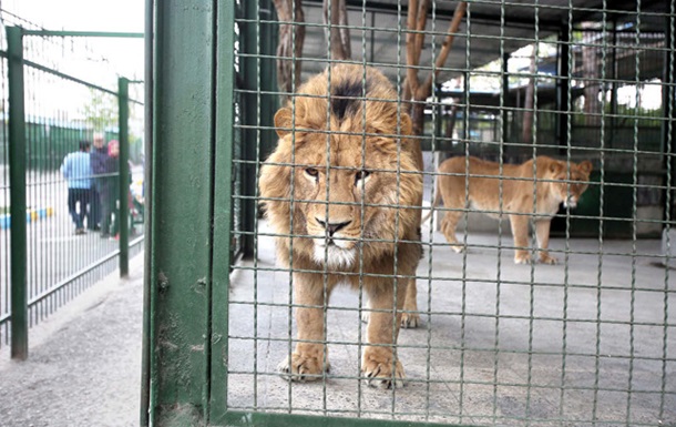У Полтавській області чоловіка вкусив лев