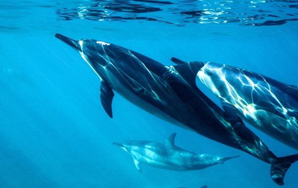 На узбережжі Чорного моря знайшли десятки загиблих дельфінів