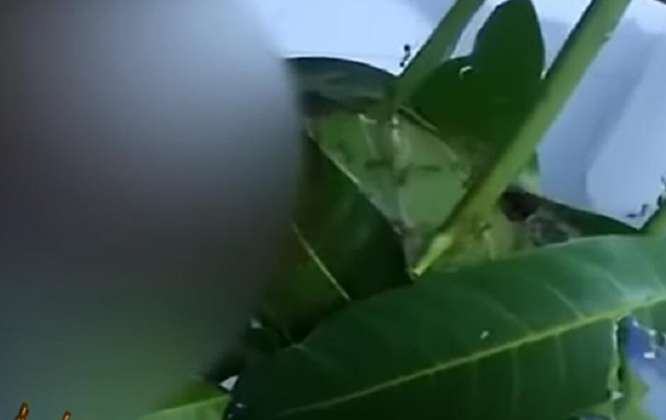У Таїланді чоловік засунув у мурашине гніздо пеніс, щоб збільшити його 