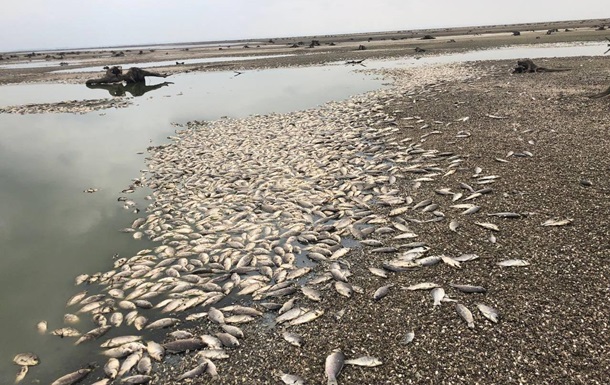 Підрив ГЕС: загинуло 11 тисяч тонн риби
