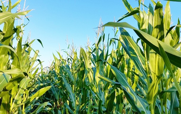 США поліпшили прогноз виробництва та експорту кукурудзи в Україні