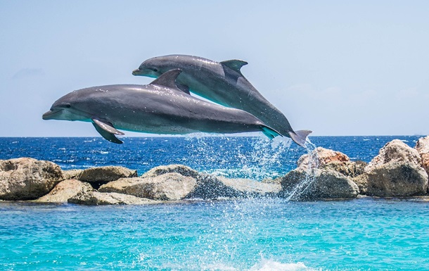 В Японії дельфіни напали на людей