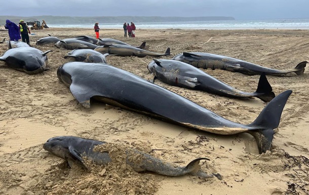 В Шотландии выбросилось на берег более 50 китов-гринд