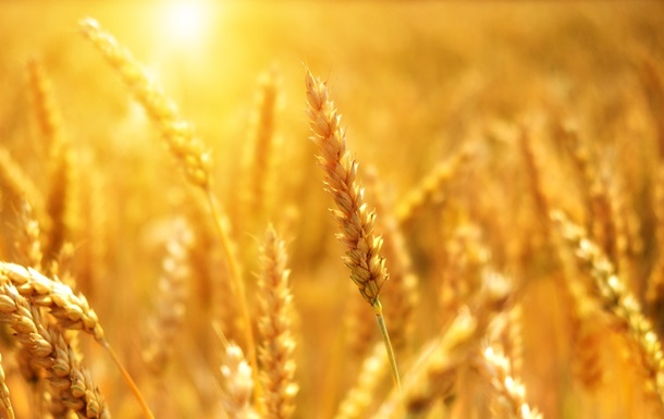 Ціни на пшеницю злетіли на 8% після виходу Росії з зернової угоди