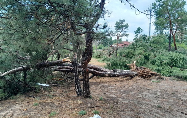 Через буревій та зливу: в одному з парків Миколаєва впали майже 30 дерев