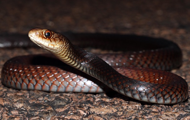 В Австралии найден новый вид змей