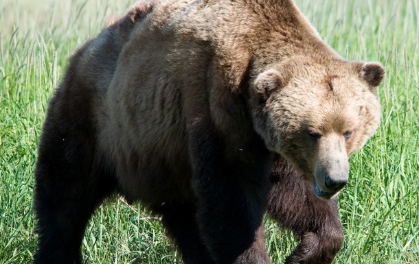 В Винницкой области в поле заметили бурого медведя