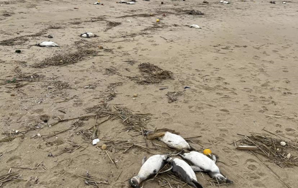 Около двух тысяч мертвых пингвинов обнаружили на побережье Уругвая