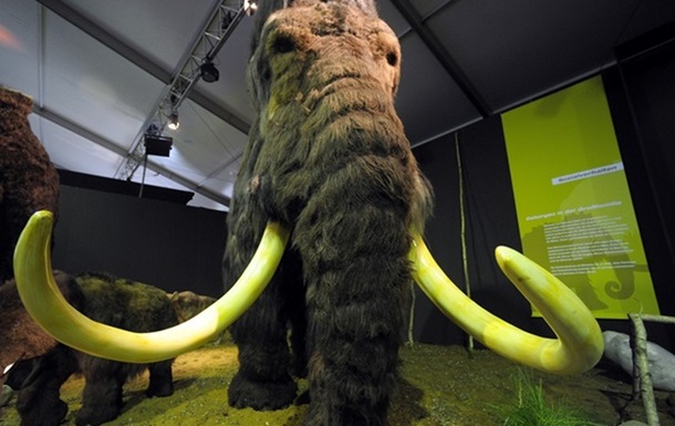 В РФ пограничники изъяли полторы тонны бивней мамонта