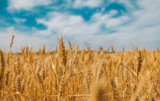 В МВФ спрогнозували ріст цін на зерно