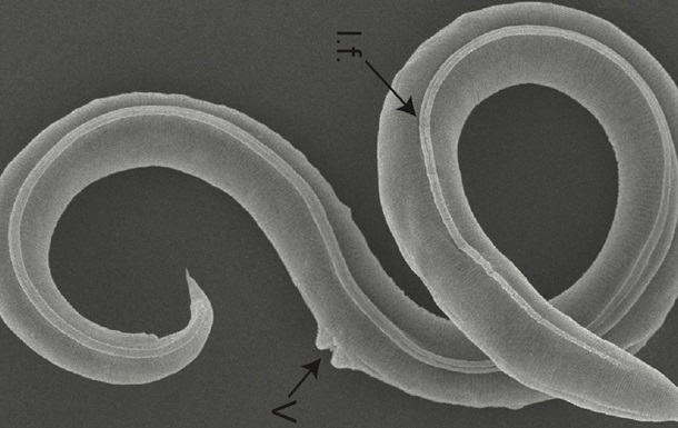 Вченим вдалося оживити черв яків, яким 46 тисяч років
