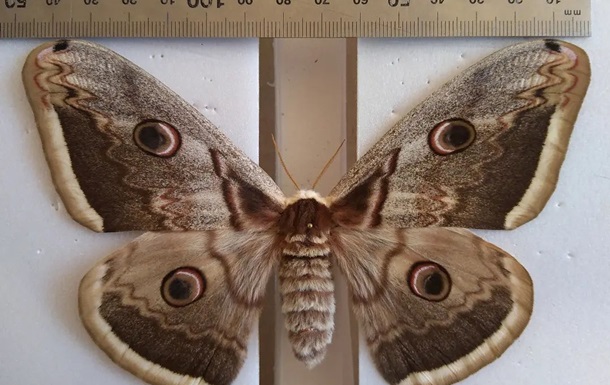 На Одещині показали унікальних метеликів з розмахом крил 15 см