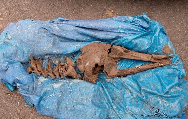 8,000-year-old dolphin bones found in Scotland