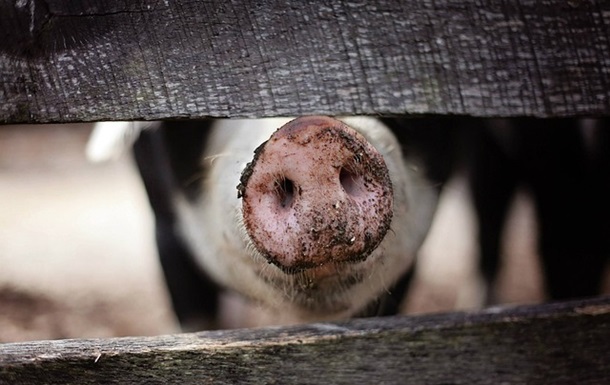 У Чернігівській області виявили африканську чуму свиней