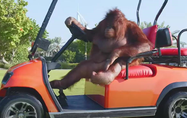 Самка орангутанга навчилася водити електрокар