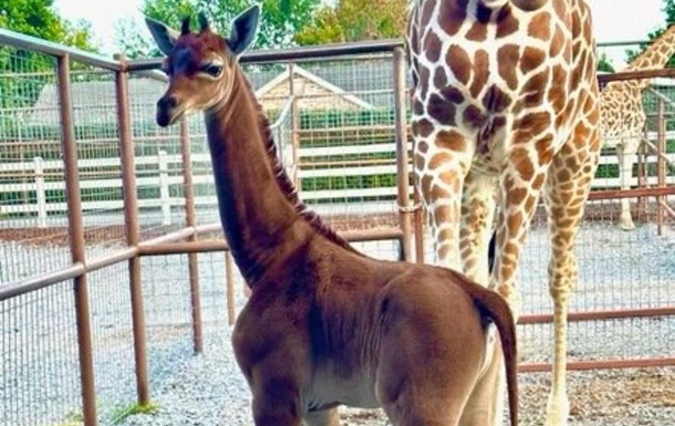 В зоопарке США родился уникальный жираф