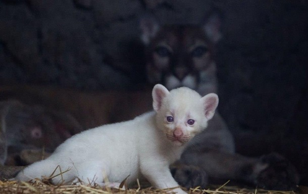 В зоопарке Никарагуа родилась пума-альбинос