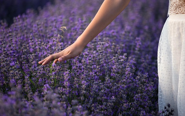 The unique properties of lavender are revealed