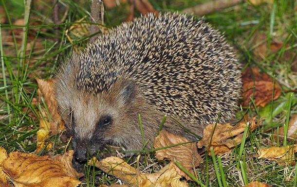 In the Russian Federation, a limit was set on the production of hedgehogs and mice