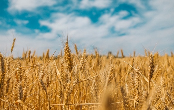 В РФ заявили о рекордном экспорте зерна в августе