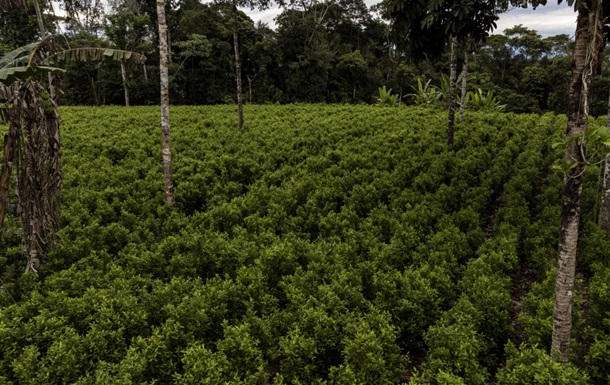 Colombia’s cocaine production has reached record levels