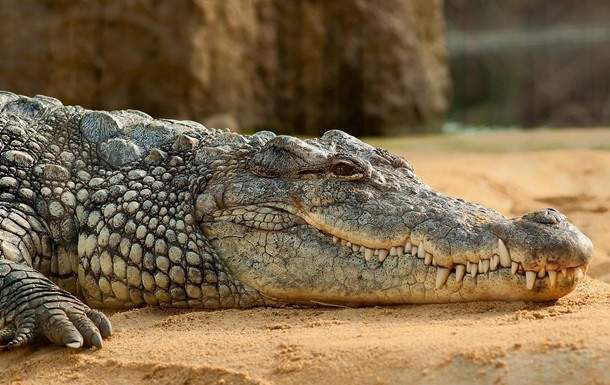 У Китаї з ферми втекли понад 70 крокодилів