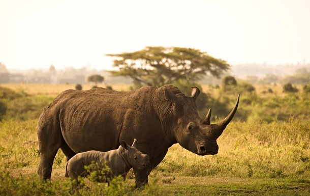 ЮАР планирует переселить тысячи носорогов в соседние страны