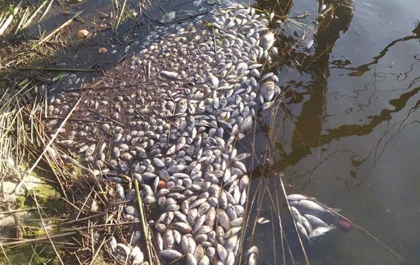 В Житомирской области экологи обнаружили массовую гибель рыбы