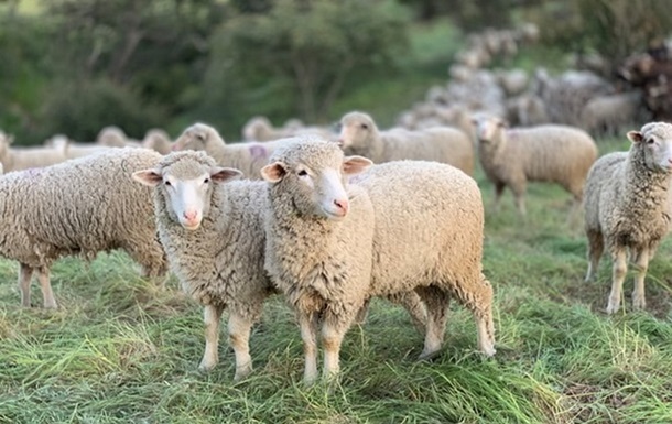 The import of sheep and goats from Bulgaria is limited to Ukraine