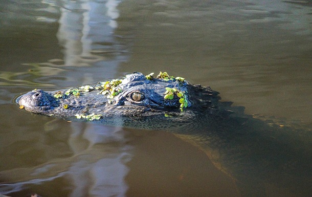 Alligator caught with human remains in mouth in Florida