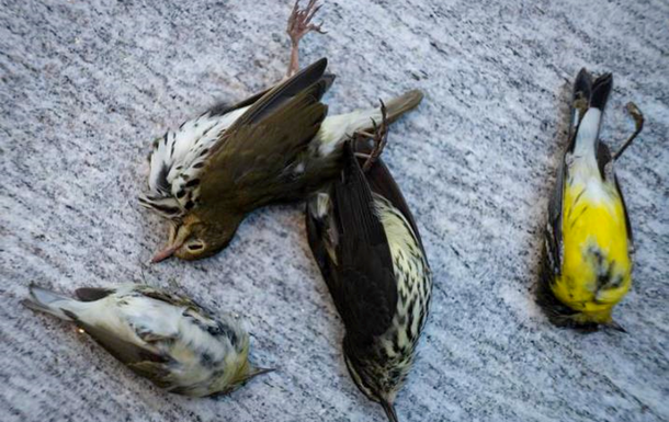 За день у Чикаго загинула тисяча птахів, врізавшись у багатоповерхівку