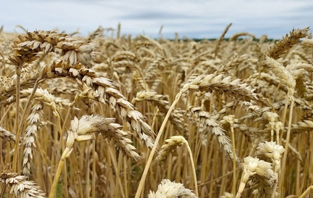 В Украине собрано 52,5 млн т зерновых и масличных культур