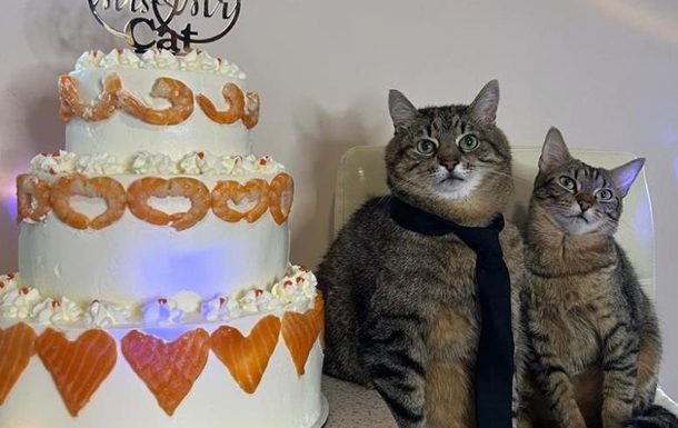 Кіт Степан відзначив півріччя весілля зі своєю коханою Стефанією