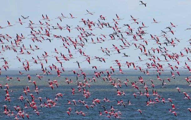 На Одещину прилетіли понад 1000 рожевих фламінго