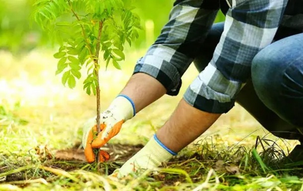 У рамках програми Зелена країна висаджено майже 400 млн дерев