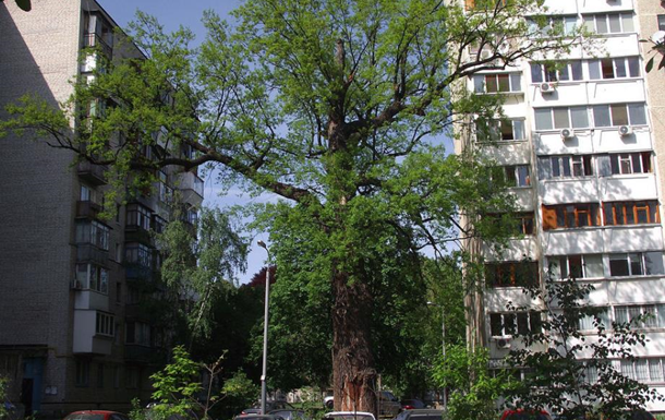 Сильный ветер повредил один из самых старых дубов в Киеве