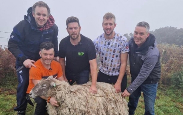 В Шотландии спасли овечку, которая два года прожила под скалой