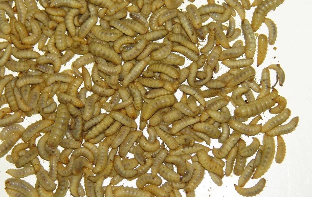 У РФ налагодили виробництво продуктів із личинок мух