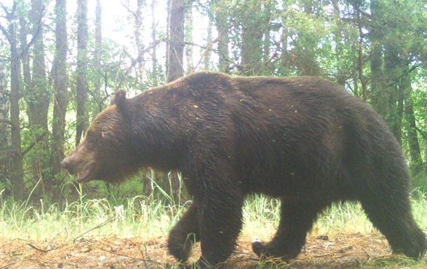 У Чорнобильській зоні помітили бурого ведмедя
