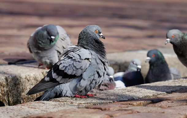 Немецкий город наймет человека, который скрутит шеи сотням голубей