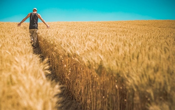 В Україні зафіксовано рекордну урожайність зернових