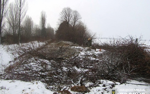 Срезали 348 деревьев: в Киевской области объявлено подозрение двум  черным лесорубам 