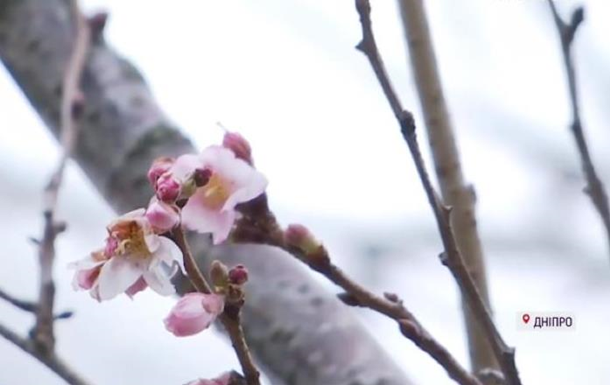 У Дніпрі в січні розквітли сакури