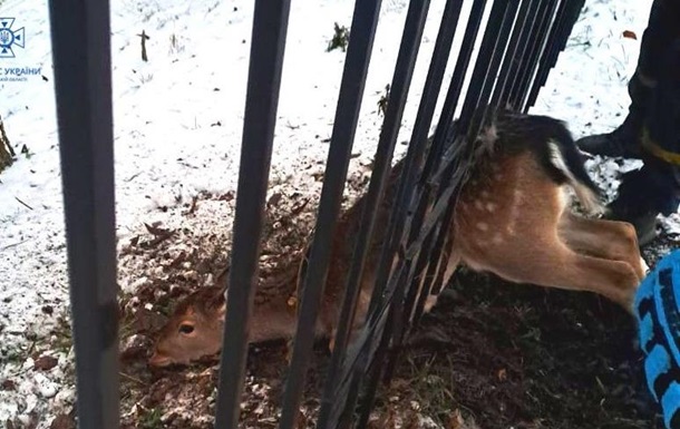 Київські рятувальники звільнили дику козулю