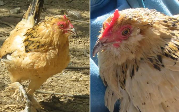 В США умерла самая старая курица на планете