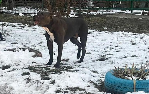 У Борисполі пес бійцівської породи покусав дітей