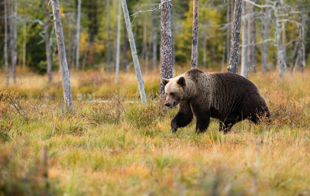 Словаччина має намір вбити ведмедів біля міст і сіл